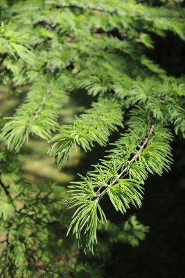 Pseudolarix amabilis - pamodřín líbezný - jehlice (2)